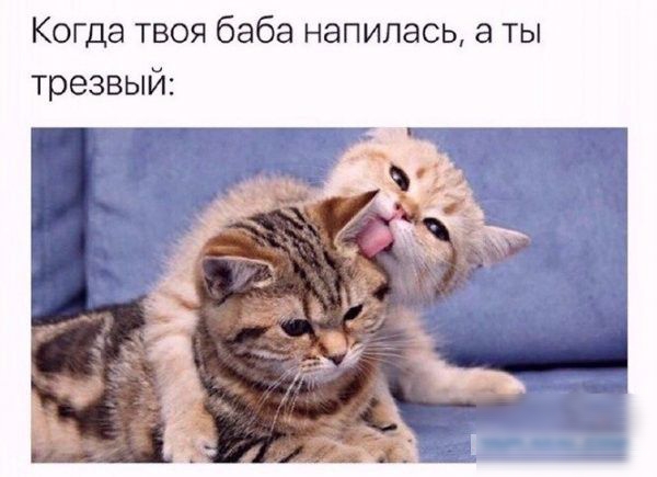 Коща твоя баба напилась а ты трезвый