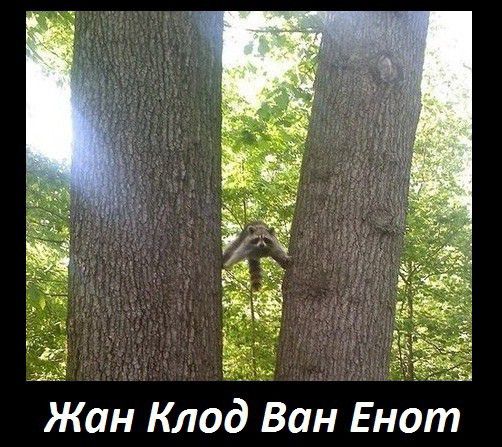 Жан Клод Ван Енот