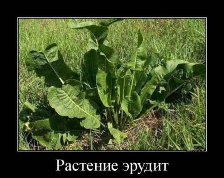 Растение эрудит