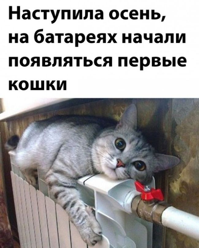 Наступила осень на батареях начали появляться первые кошки