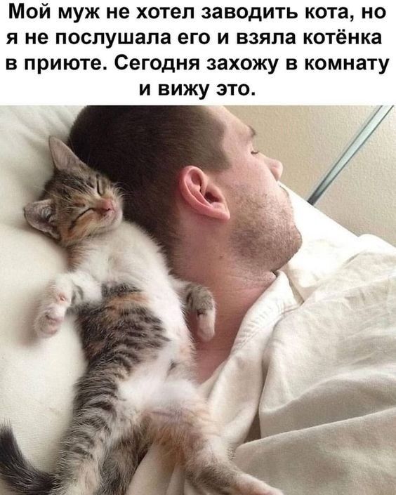 Мой муж не хотел заводить кота но я не послушала его и взяла котёнка в приюте Сегодня захожу в комнату и вижу это