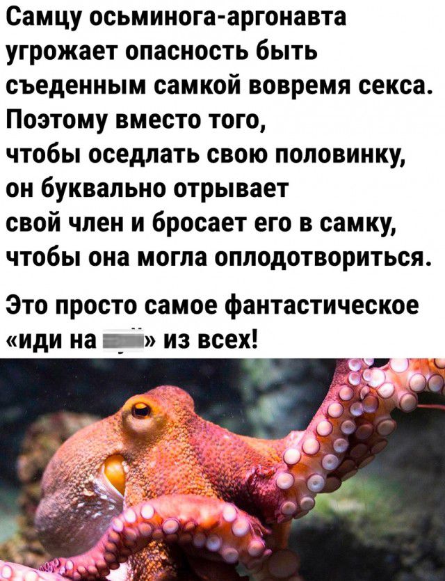 Самцу осьминога аргонавта угрожает опасность быть съеденным самкой вовремя секса Поэтому вместо того чтобы оседлать свою половинку он буквально отрывает свой член и бросает его в самку чтобы она могла оплодотвориться Это просто самое фантастическое иди на ці из всех