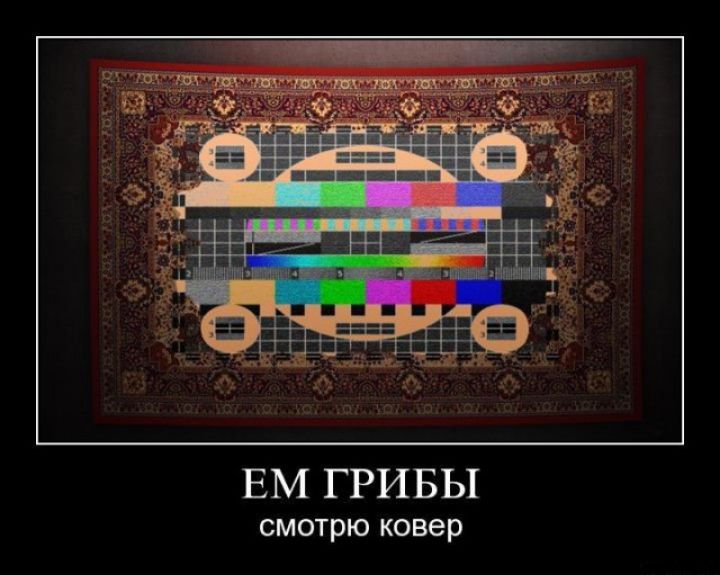 ЕМ ГРИБЫ смотрю ковер