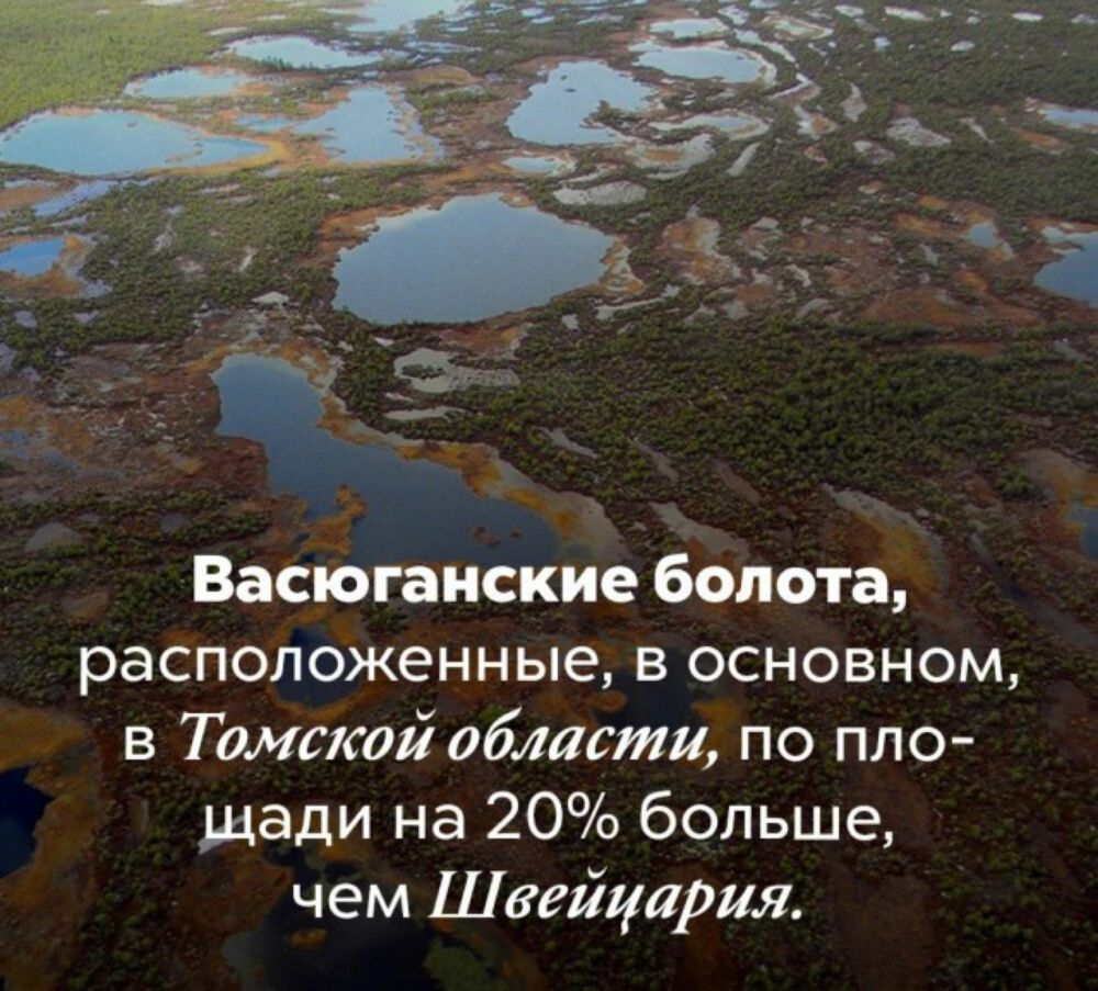Васіопиские Болота расположенные в основном в Тимати области по пло щади на 20 больше чем Швейцария