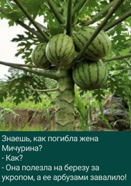17 _т я _ ___ ъ _ ні и Знаешь как погибла жена Мичурина Как Она полезла на березу за укропом а ее арбузами завалило