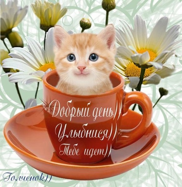 щип ДаШМ