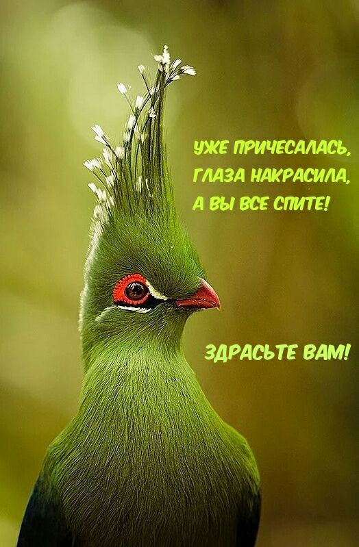 ЗДРАСЬТЕ ВАМ