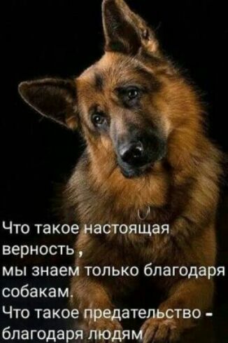 3 Что такоеднастояъдая верность мы знаем только благодаря собакам Что такое предательство благодаря пюдяМ