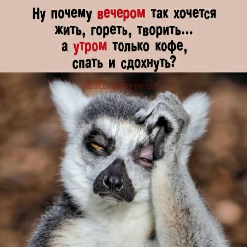 Ну почемУ вечером так хочется жить гореть творить а утром только кофе спать и сдохнуть