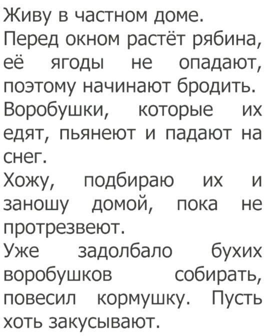 Живу в частном доме Перед окном растёт рябина её ягоды не опадают поэтому начинают бродить Воробушки которые их едят пьянеют и падают на снеп Хожу подбираю их и заношу домой пока не протрезвеют Уже задолбало бухих воробушков собирать повесил кормушку Пусть хоть закусывают