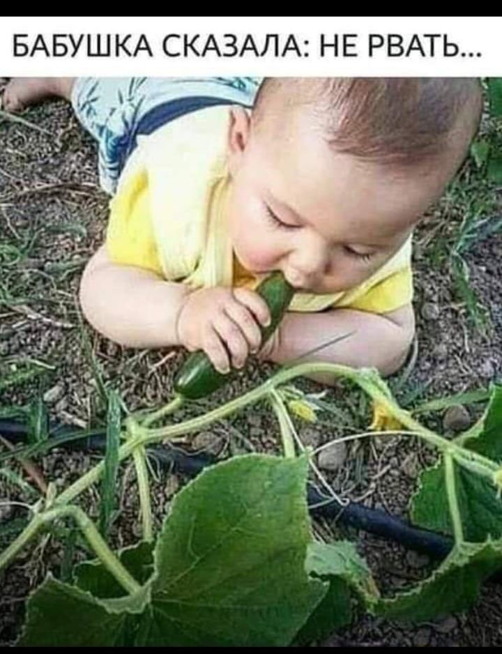 БАБУШКА СКАЗАЛА НЕ РВАТЬ к