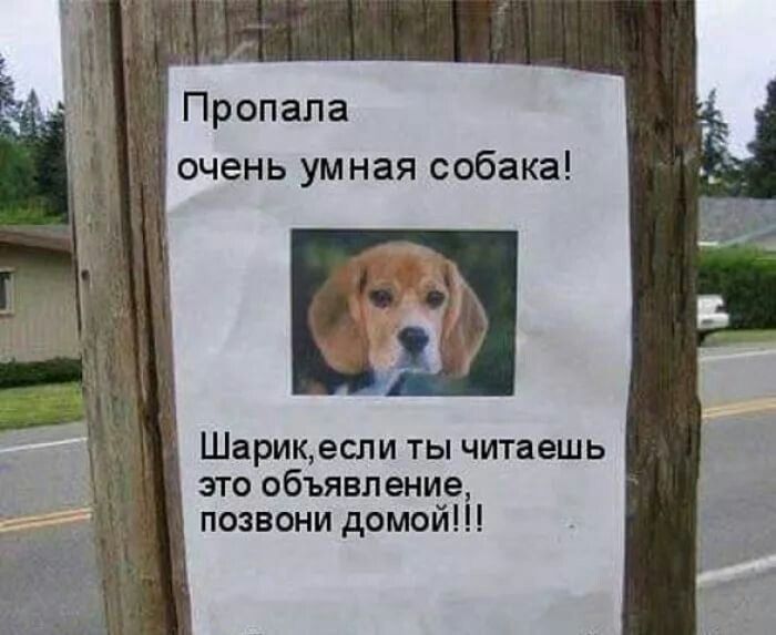 Пропала очень умная собака Шарикесли ты читаешь это объявление позвони домой