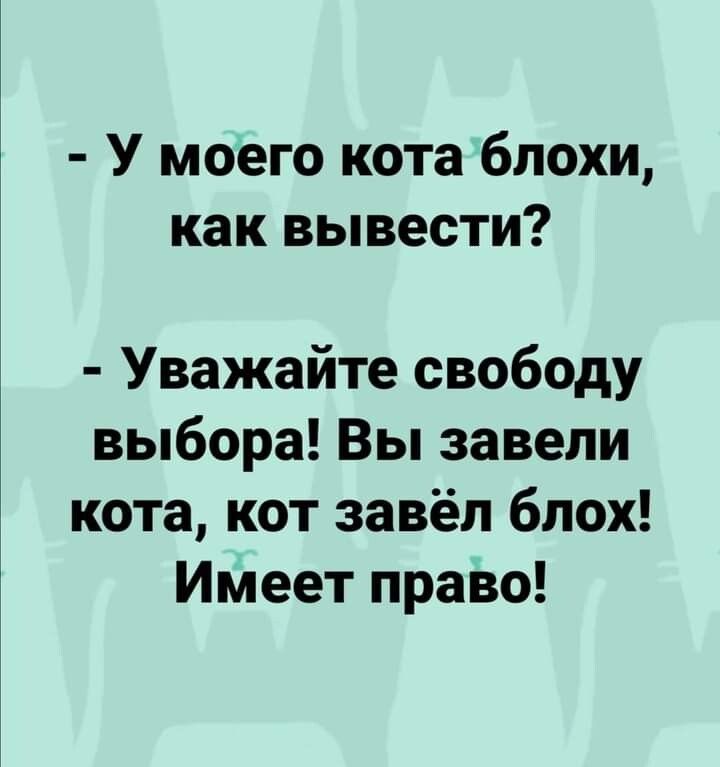 У моего кота блохи как вывести Уважайте свободу выбора Вы завели кота кот завёл блох Имеет право