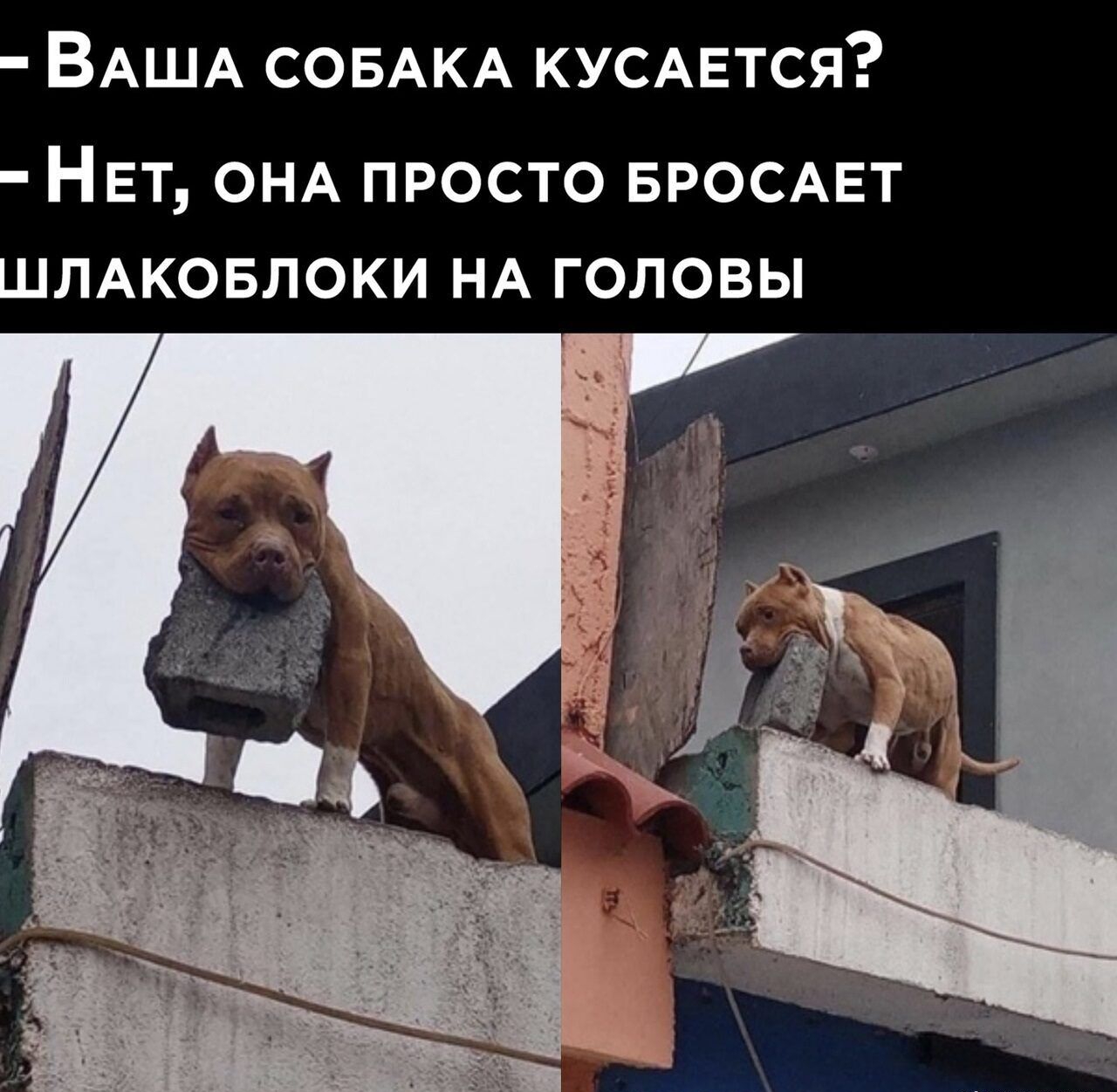 ВАША СОБАКА КУСАЕТСЯ НЕт ОНА просто БРОСАЕТ ШЛАКОБЛОКИ НА головы