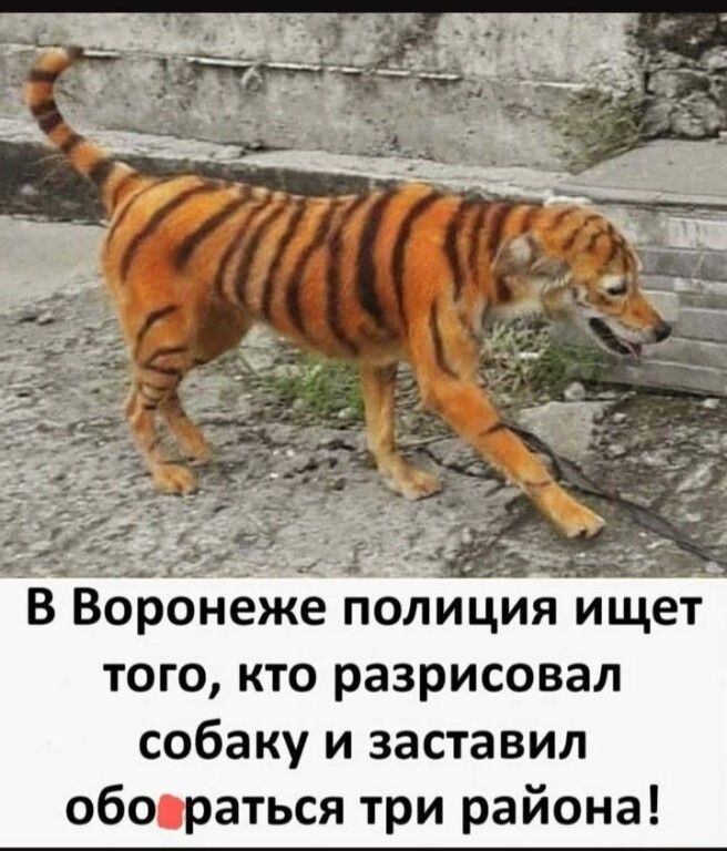В Воронеже полиция ищет того кто разрисовал собаку и заставил обосраться три района