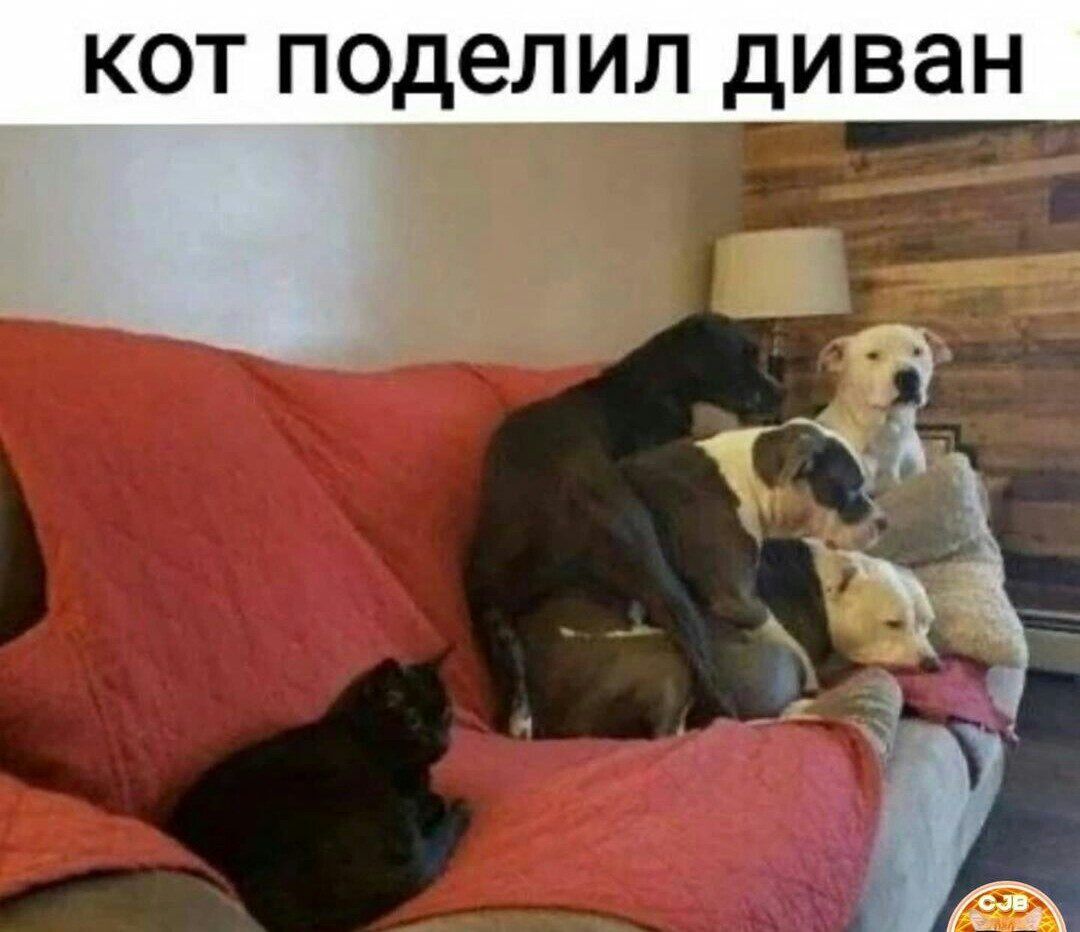 КОТ поделил ДИВЭН