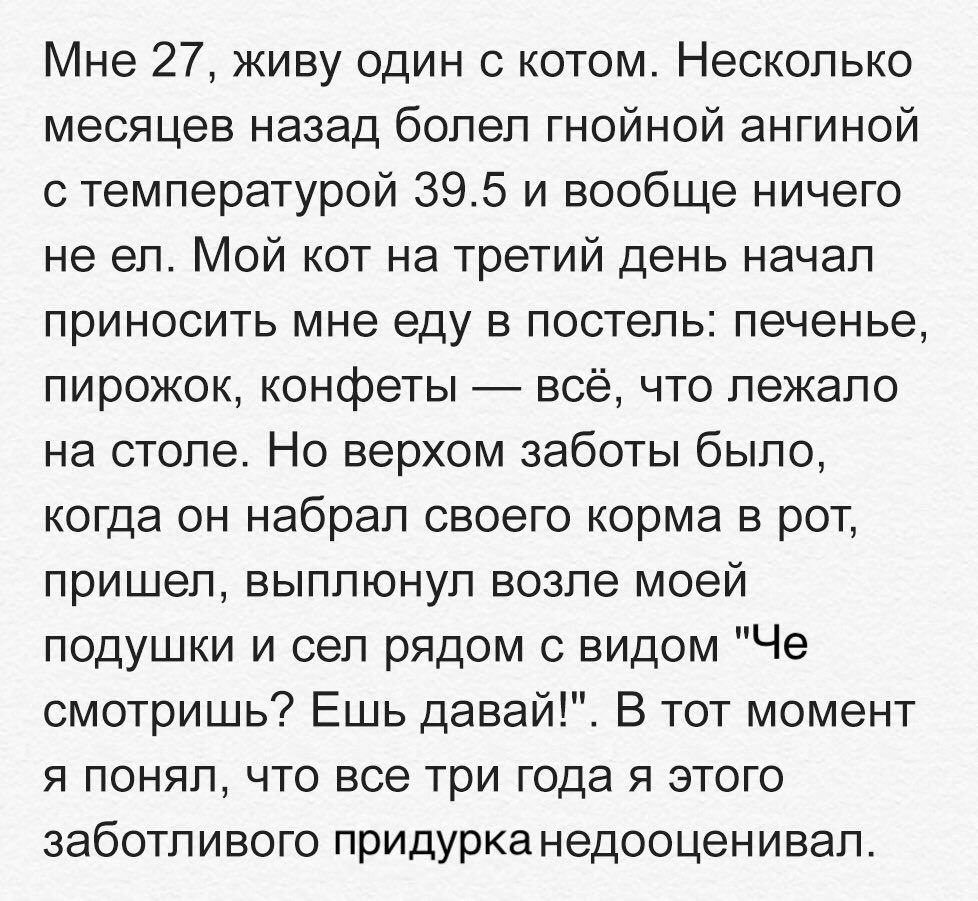 Мне 27 живу один с котом Несколько месяцев назад болел гнойной ангиной с температурой 395 и вообще ничего не ел Мой кот на третий день начал приносить мне еду в постель печенье пирожок конфеты всё что лежало на столе Но верхом заботы было когда он набрал своего корма в рот пришел выплюнул возле моей подушки и сел рядом с видом Че смотришь Ешь давай В тот момент я понял что все три года я этого заб
