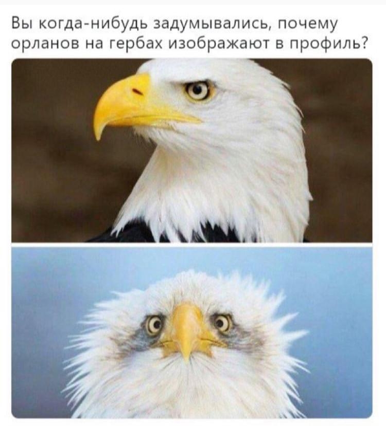 Вы когда нибудь задумывались почему орланов на гербах изображают в профиль