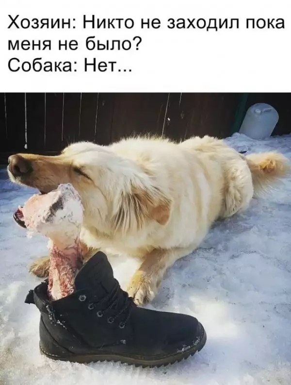 Хозяин Никто не заходил пока меня не было Собака Нет