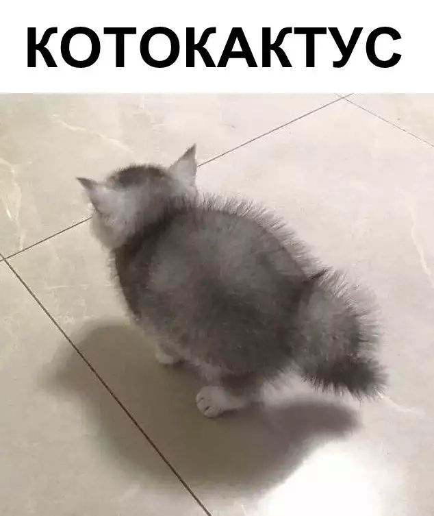 КОТО КАКТУС