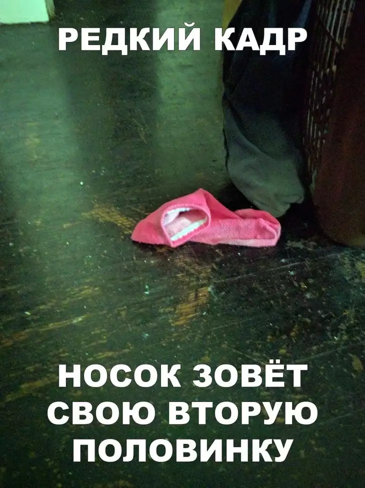 _ РЕДКИИ КАДР Носок зовёт свою вторую половинку