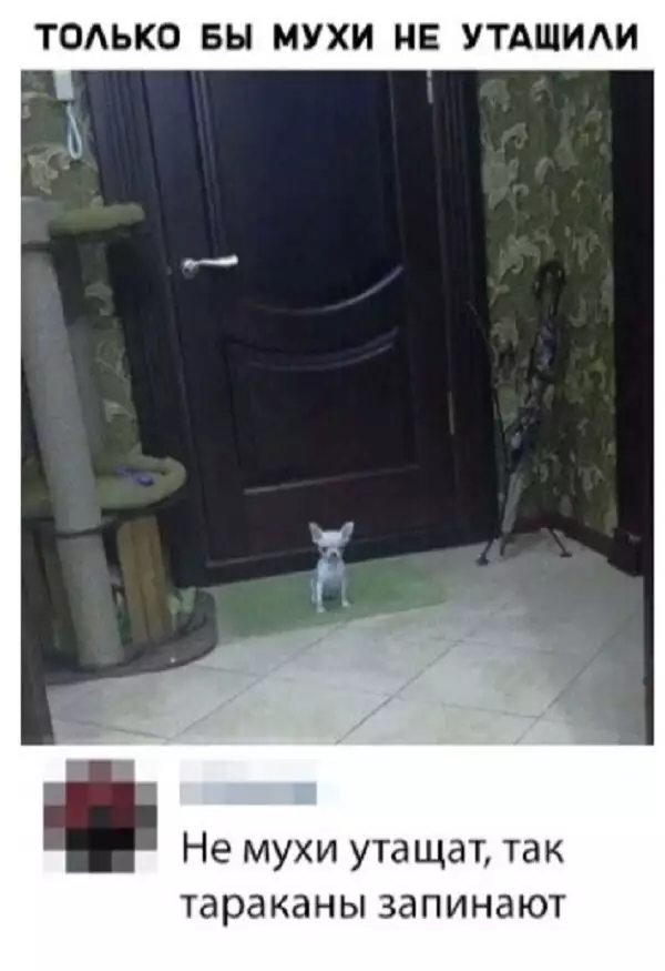 ТОАЬКО БЫ МУХИ НЕ УТАШИАИ Не мухи утащат так тараканы ЗдПИНЭЮТ