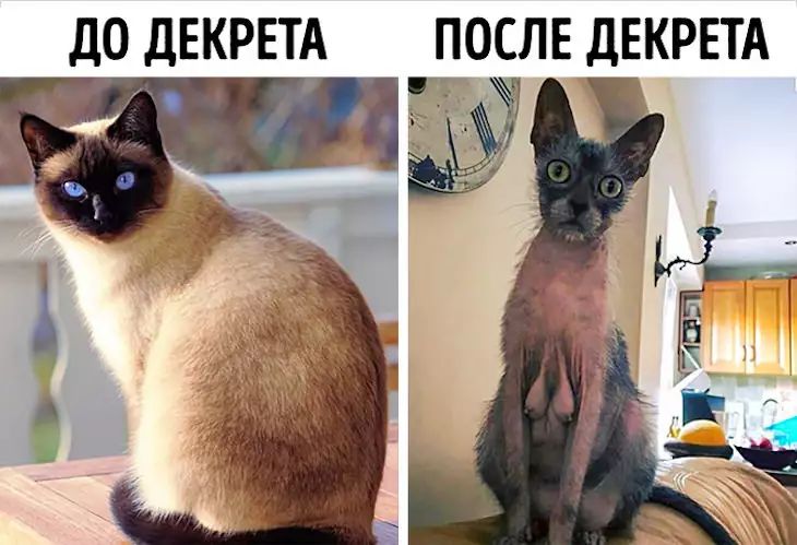 ДО ДЕКРЕТА ПОСЛЕ ДЕКРЕТА