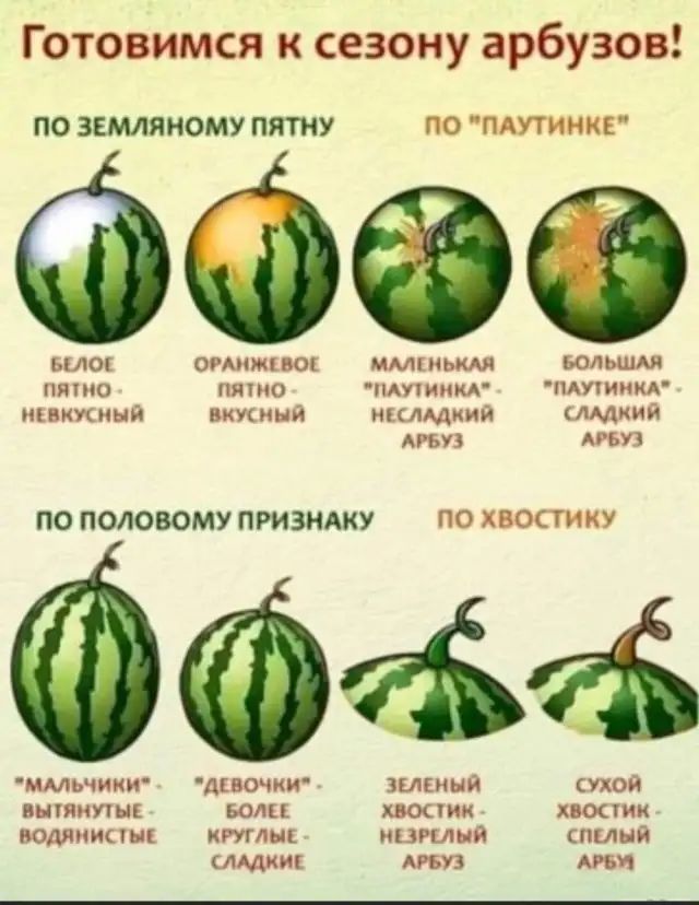 Готовимся к сезону арбузов ПО ЗЕМЛЯМОМУ ПЯТНУ ПО ПАУТИЪОКЕ вино омижцок мышь юлшмя пятью авто тюнинг пдпиим книжный вккинй нкмщиий ымкия АРБУЗ 73 по ПОЛОВОМУ ПРИЗНАКУ ПО ХВОСТИКУ ммьчиии диочки зимний сухой вніяипык БОЛИ поит поник водянка п ктлщ ивишп спина А АРБ