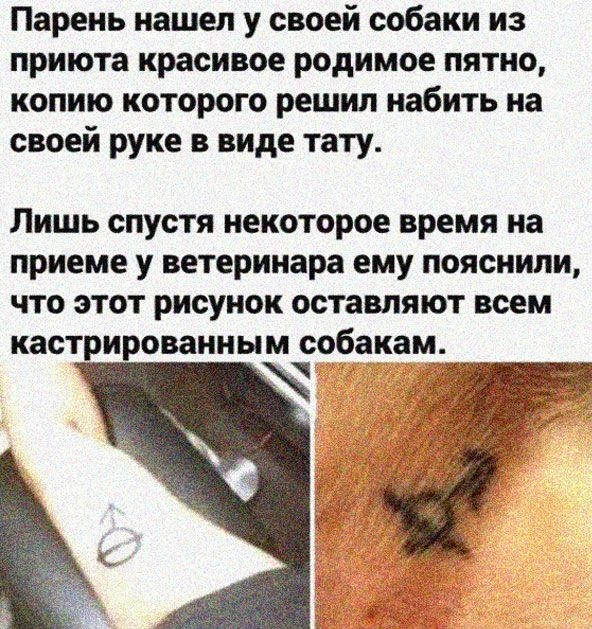 Парень нашел у своей собаки из приюта красивое родимое пятно копию которого решил набить на своей руке в виде тату Лишь спустя некоторое время на приеме у ветеринара ему пояснили что этот рисунок оставляют всем кастрированным собакам