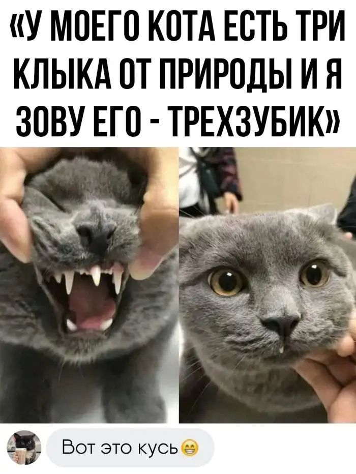 У МОЕГО КОТА ЕОТЬ ТРИ КЛЫКА ОТ ПРИРОДЫ И Я ЗОВУ ЕГО ТРЕХЗУБИК фз Вот это кусье