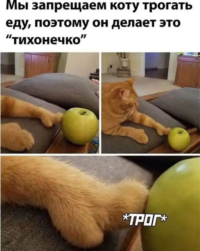 ы запрещаем коту трогать еду поэтому он делает это тихонечко