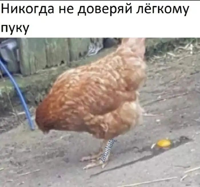 Никогда не доверяй лёгкому