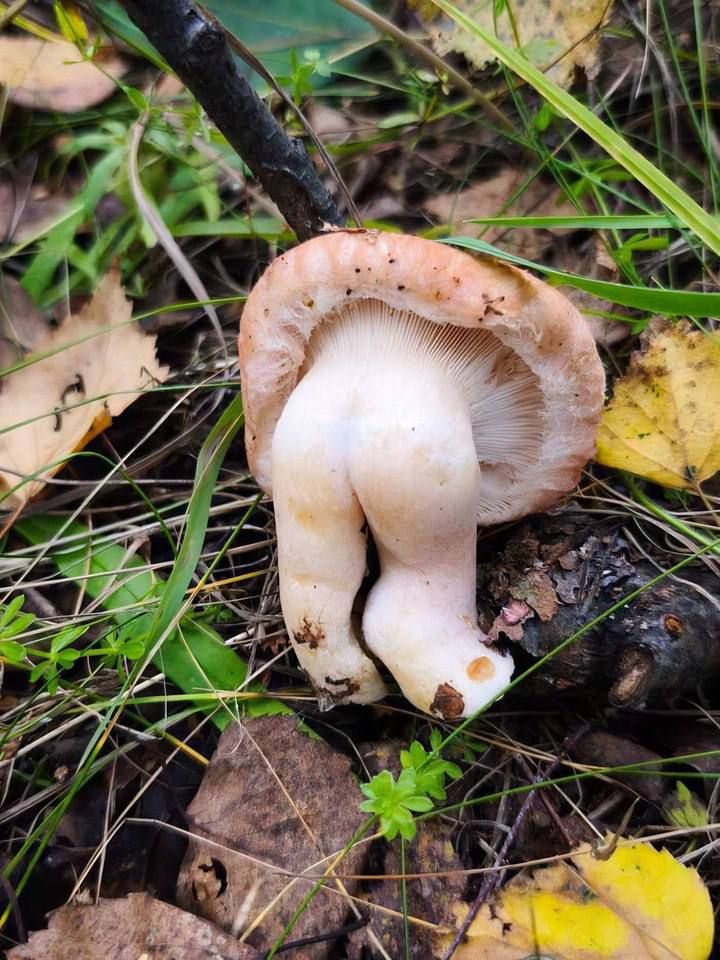 Гриб с необычно изогнутым стеблем на земле.