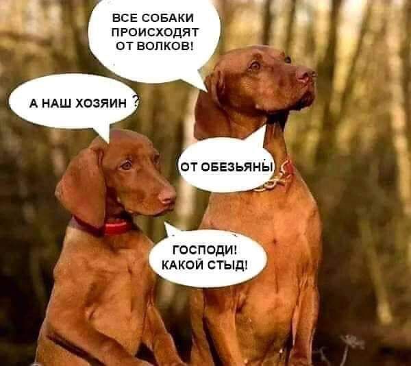 ЕСЕ СОБАКИ ПРОИСХОДЯТ ОТ ВОЛКОВ А НАШ ХОЗЯИН господит кдкои стыд