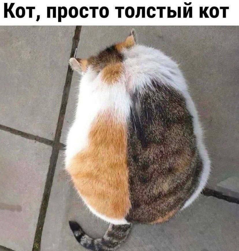 Кот, просто толстый кот