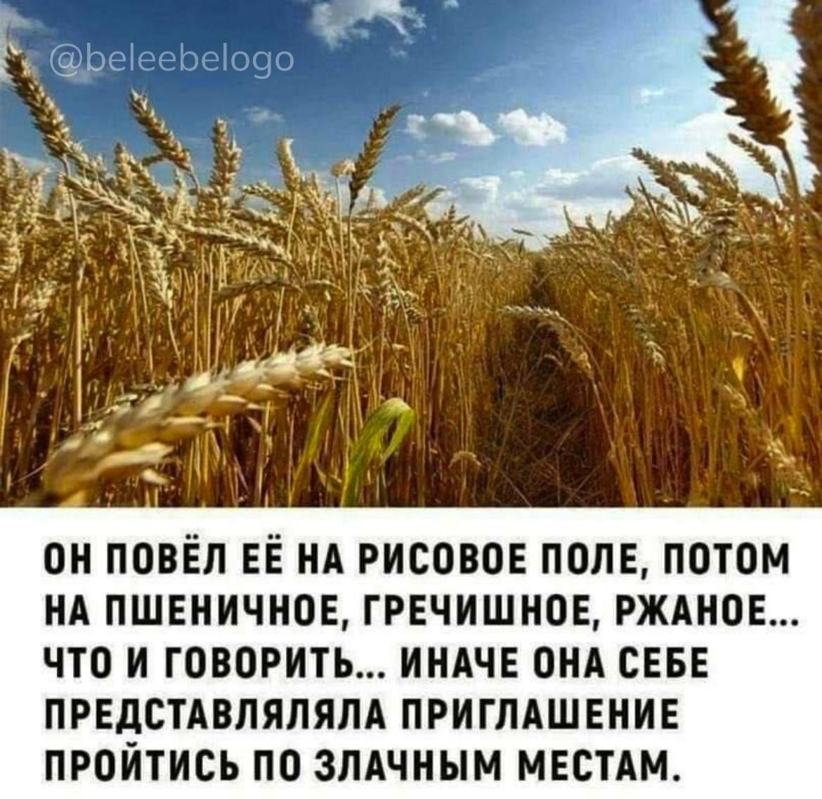 ОН ПОВЁЛ ЕЁ НА РИСОВОМ ПОЛЕ, ПОТОМ НА ПШЕНИЧНОЕ, ГРЕЧИШНОЕ, РЖАНОЕ... ЧТО И ГОВОРИТЬ... ИНАЧЕ ОНА СЕБЕ ПРЕДСТАВЛЯЛА ПРИГЛАШЕНИЕ ПРОЙТИСЬ ПО ЗЛАЧНЫМ МЕСТАМ.