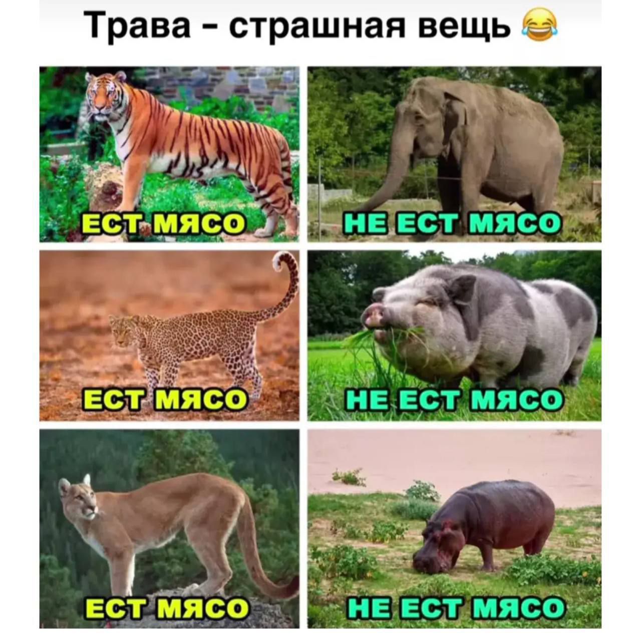 Трава - страшная вещь
ЕСТ МЯСО
НЕ ЕСТ МЯСО
ЕСТ МЯСО
НЕ ЕСТ МЯСО
ЕСТ МЯСО
НЕ ЕСТ МЯСО