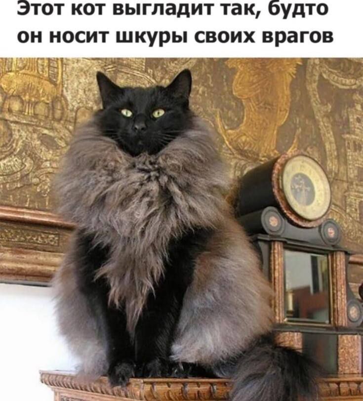 Этот кот выглядит так, будто он носит шкуры своих врагов