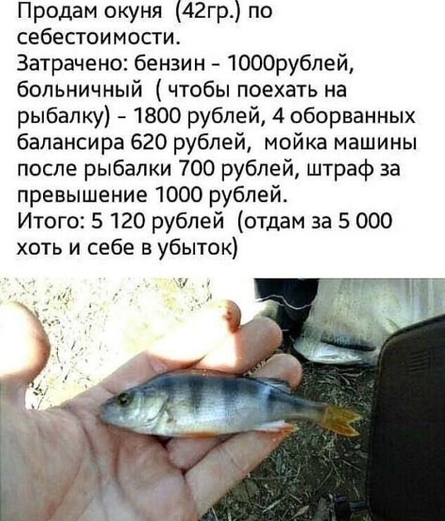 Продам окуня (42гр.) по себестоимости.
Затрачено: бензин - 1000 рублей, больничный (чтобы поехать на рыбалку) - 1800 рублей, 4 оборванных балансиров 620 рублей, мойка машины после рыбалки 700 рублей, штраф за превышение 1000 рублей.
Итого: 5 120 рублей (отдам за 5 000 хоть себе в убыток)