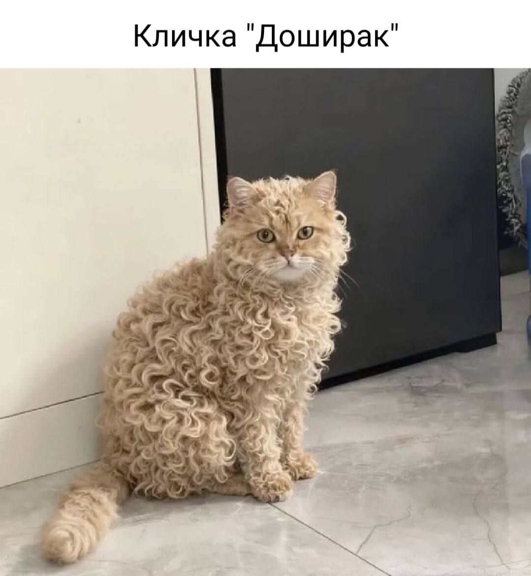 Кличка 'Доширак'