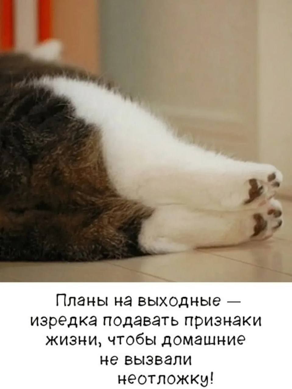 Планы на выходные — изредка подавать признаки жизни, чтобы домашние не вызвали неотложку!