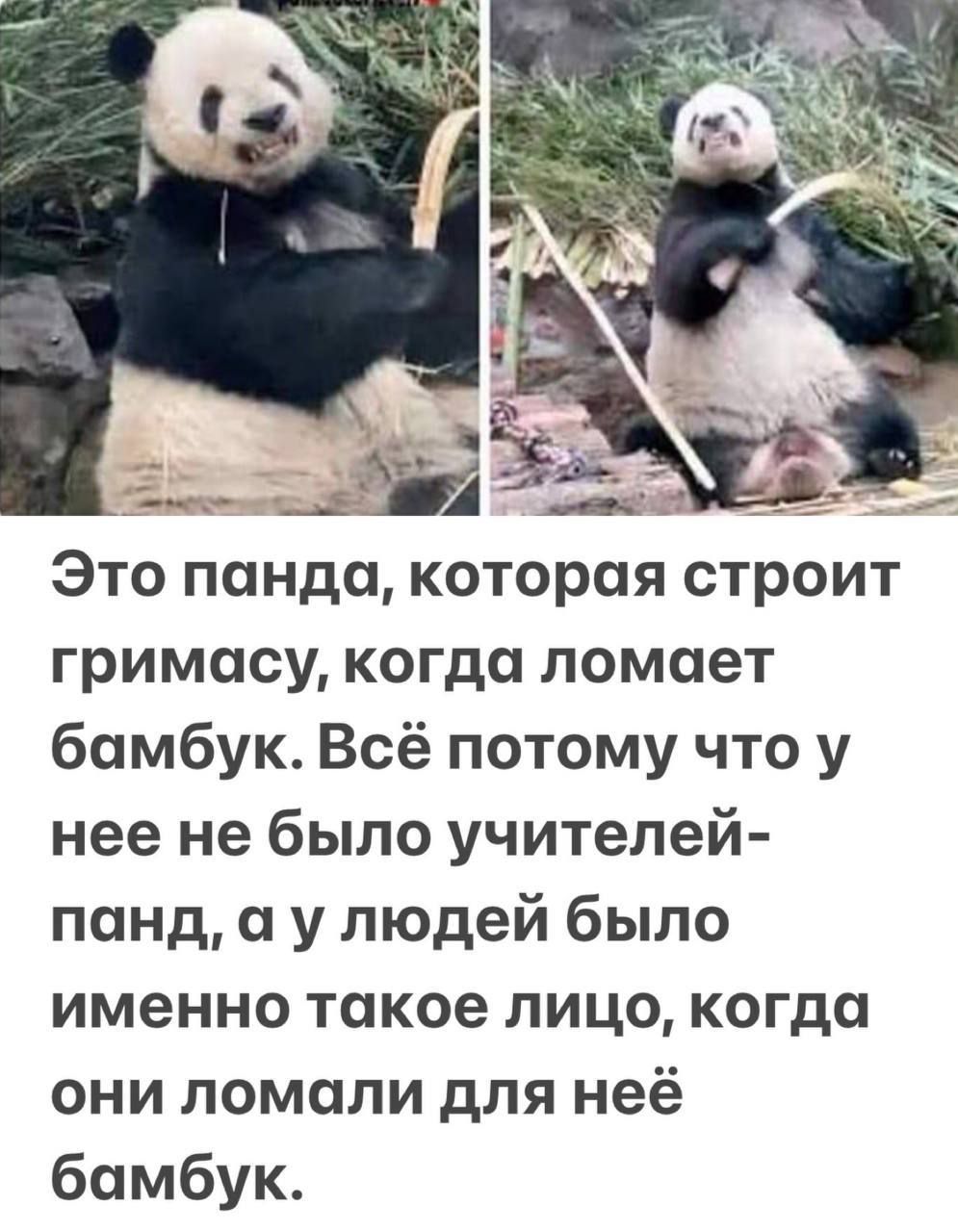 Это панда, которая строит гримасу, когда ломает бамбук. Всё потому что у неё не было учителей-pand, а у людей было именно такое лицо, когда они ломали для неё бамбук.
