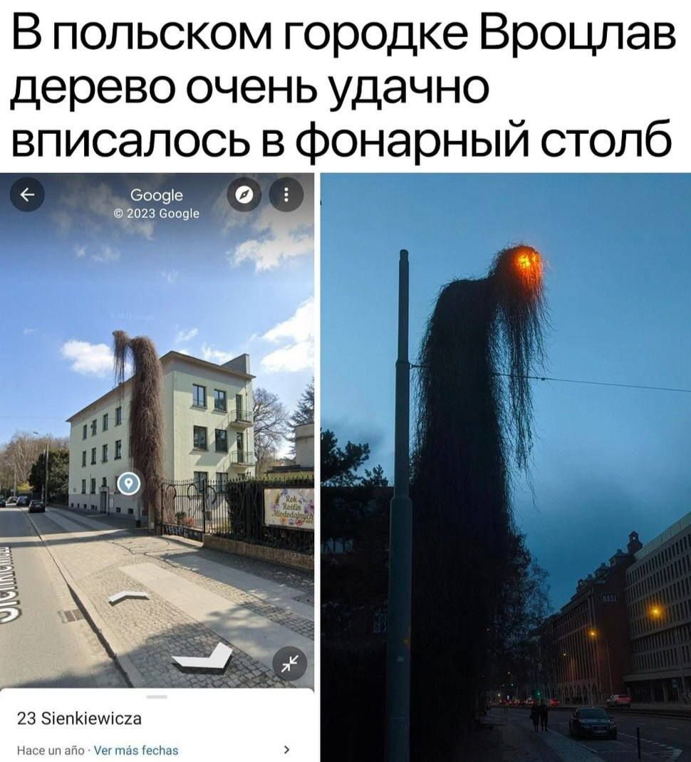 В польском городке Вроцлаш дерево очень удачно вписалось в фонарный столб