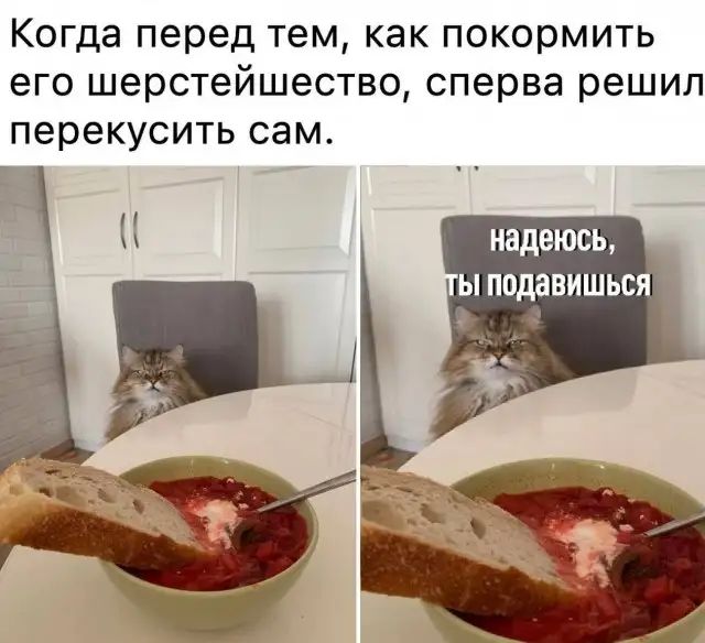Когда перед тем как покормить его шерстейшество сперва решил перекусить сам надеюсь _ ы подавишься