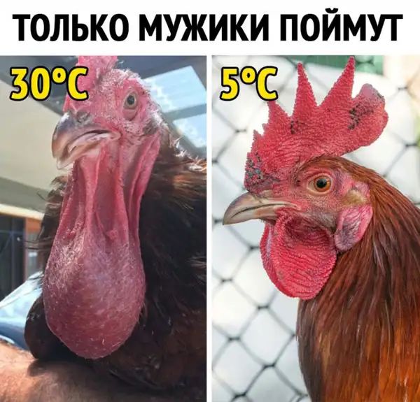 ТОЛЬКО МУЖИКИ ПОЙМУТ
