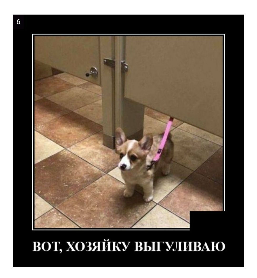 ВОТ ХОЗЯЙКУ ВЫГУЛПВАЮ