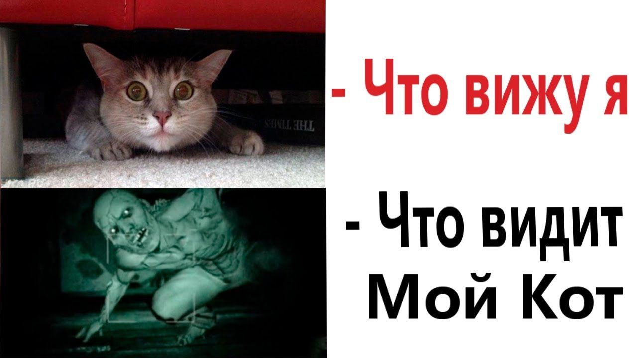 Что вижу я Что видит Мой Кот