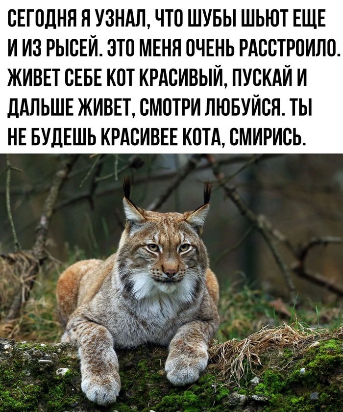 СЕГОДНЯ Я УЗНАЛ ЧТО ШУБЫ ШЬЮТ ЕЩЕ ИИЗ РЫСЕЙ ЭТО МЕНЯ ОЧЕНЬ РАССТРОИЛО ЖИВЕТ СЕБЕ КОТ КРАСИВЫЙ ПУСКАЙ И ДАЛЬШЕ ЖИВЕТ СМОТРИ ЛЮБУЙСЯ ТЫ НЕ БУДЕШЬ КРАСИВЕЕ КОТА СМИРИСЬ