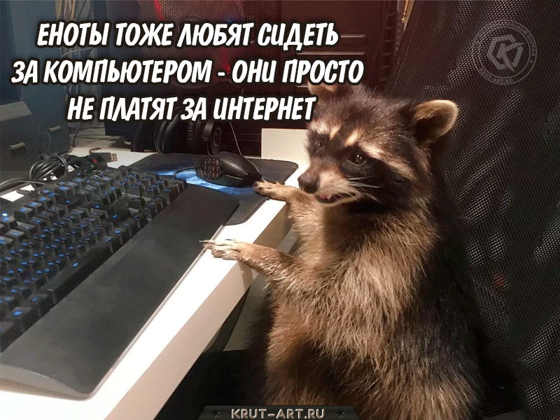 Еноты тоже любят сидеть за компьютером - они просто не платят за интернет