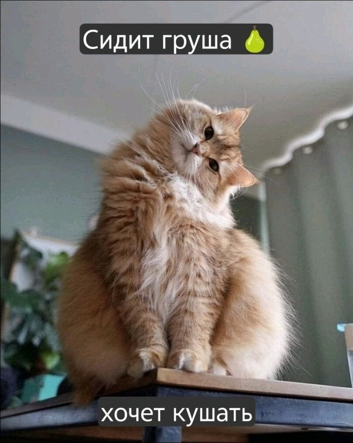 Сидит груша 🍐 хочет кушать